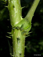 Image of devil's walkingstick