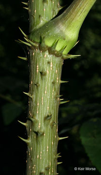 Image of devil's walkingstick