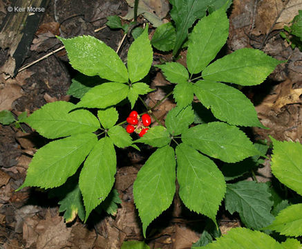 Panax quinquefolius L. resmi