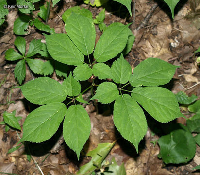 Image of American ginseng