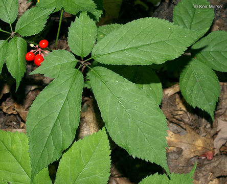 Image of American ginseng