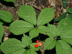 Panax quinquefolius L. resmi