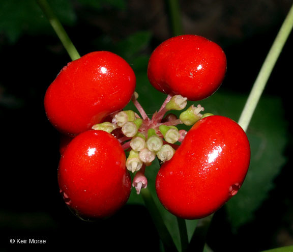 Image of American ginseng