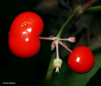 Panax quinquefolius L. resmi