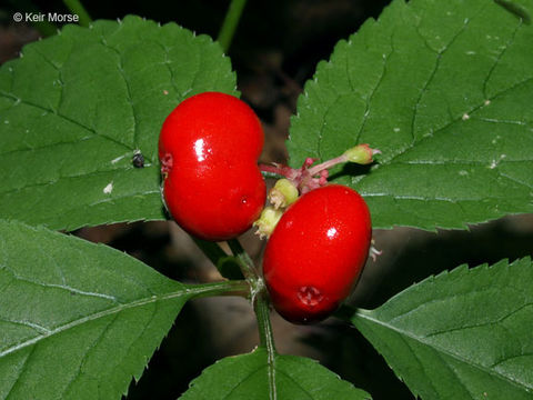 Image of American ginseng