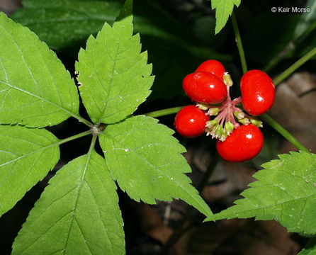 Imagem de Panax quinquefolius L.