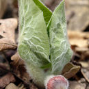Image of <i>Asarum canadense</i> var. <i>acuminatum</i>
