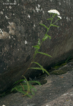 Image of yarrow, milfoil