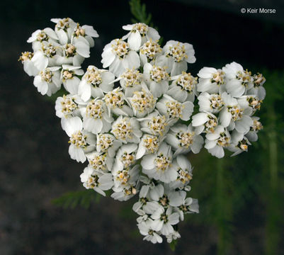 Image of yarrow, milfoil