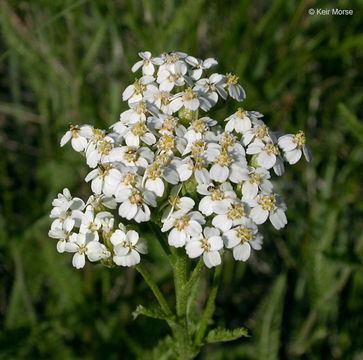 Image of yarrow, milfoil