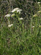 Image of yarrow, milfoil