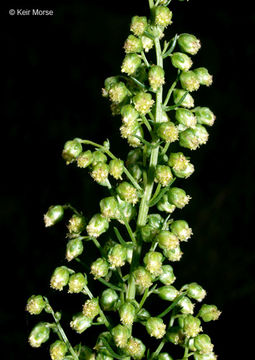 Image of field sagewort