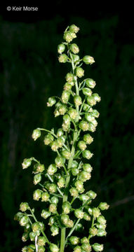 Imagem de Artemisia campestris subsp. caudata (Michx.) H. M. Hall & Clem.