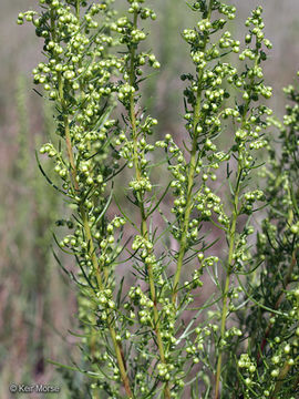 Image of field sagewort