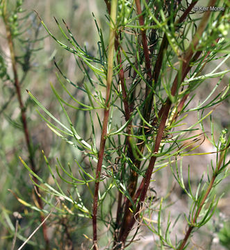 Image of field sagewort