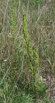 Image of field sagewort