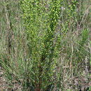 Artemisia campestris subsp. caudata (Michx.) H. M. Hall & Clem.的圖片