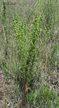 Image of field sagewort