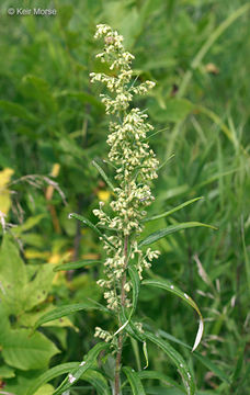 Image of sawtooth wormwood