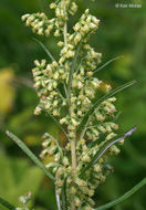 Image of sawtooth wormwood