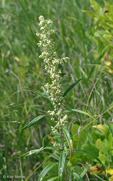 Image of sawtooth wormwood