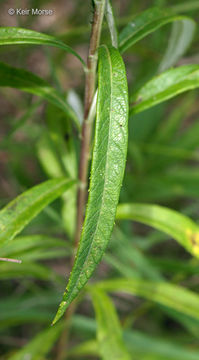 Image of sawtooth wormwood