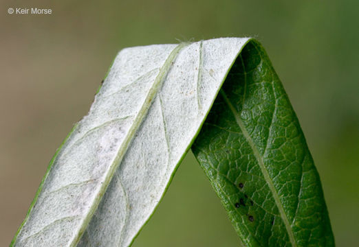 Image of sawtooth wormwood