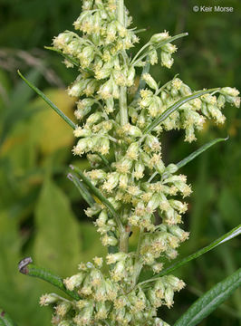 Image of sawtooth wormwood