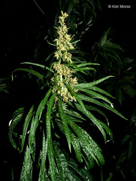 Image of sawtooth wormwood