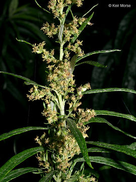 Image of sawtooth wormwood