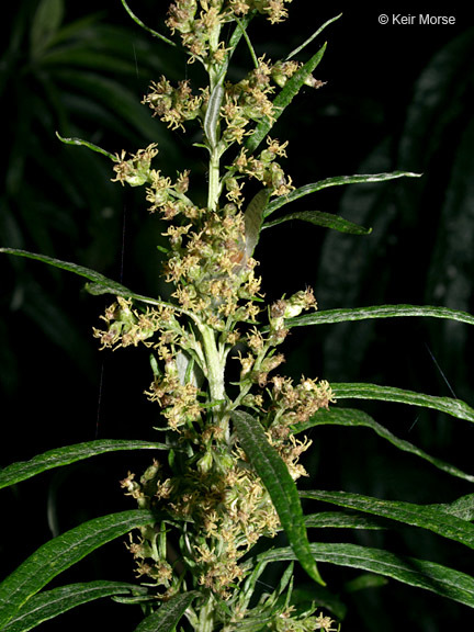 Image of sawtooth wormwood