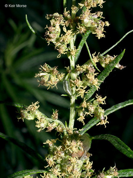 Image of sawtooth wormwood