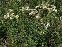 Image of parasol whitetop