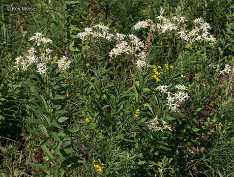 Imagem de Doellingeria umbellata var. pubens (A. Gray) Britt.