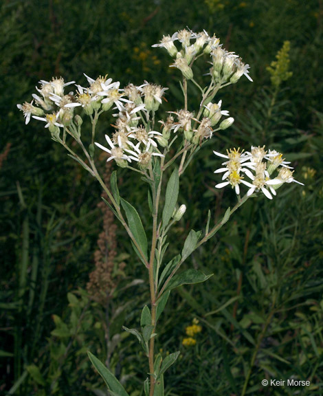 Image of parasol whitetop