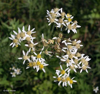 Image of parasol whitetop