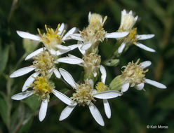 Image of parasol whitetop