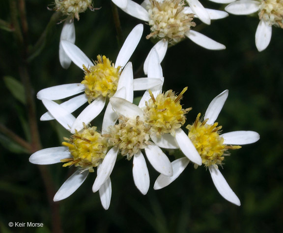 Imagem de Doellingeria umbellata var. pubens (A. Gray) Britt.