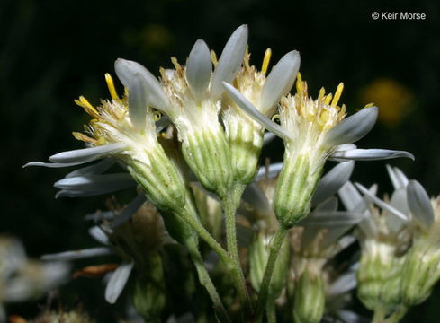 Imagem de Doellingeria umbellata var. pubens (A. Gray) Britt.