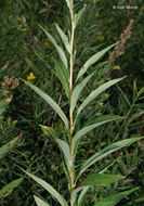 Image of parasol whitetop