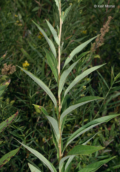 Imagem de Doellingeria umbellata var. pubens (A. Gray) Britt.