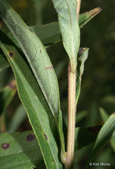 Imagem de Doellingeria umbellata var. pubens (A. Gray) Britt.