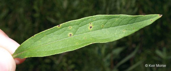 Image of parasol whitetop