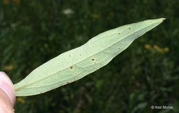 Imagem de Doellingeria umbellata var. pubens (A. Gray) Britt.