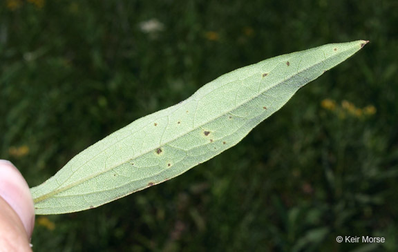 Image of parasol whitetop