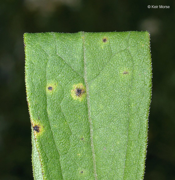 Imagem de Doellingeria umbellata var. pubens (A. Gray) Britt.