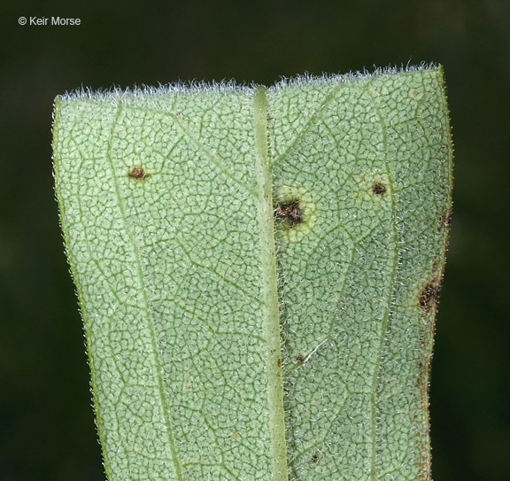 Image of parasol whitetop