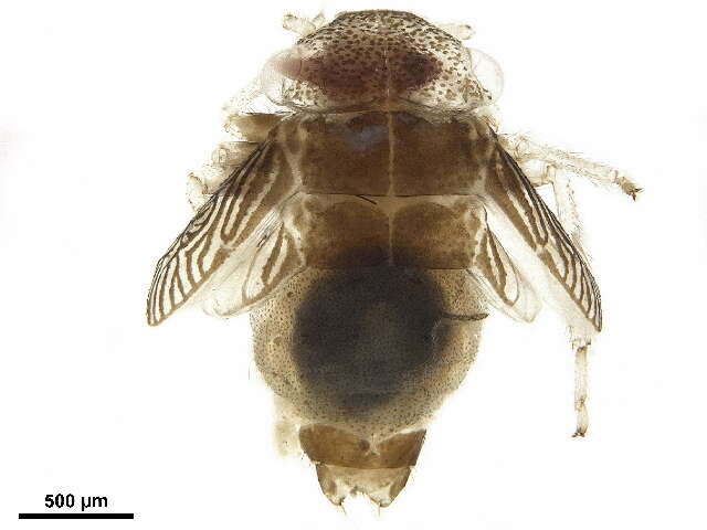 Image of Calopsocidae