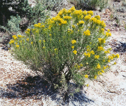 Image of <i>Ericameria <i>nauseosa</i></i> var. nauseosa