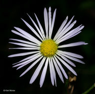 Image of eastern daisy fleabane